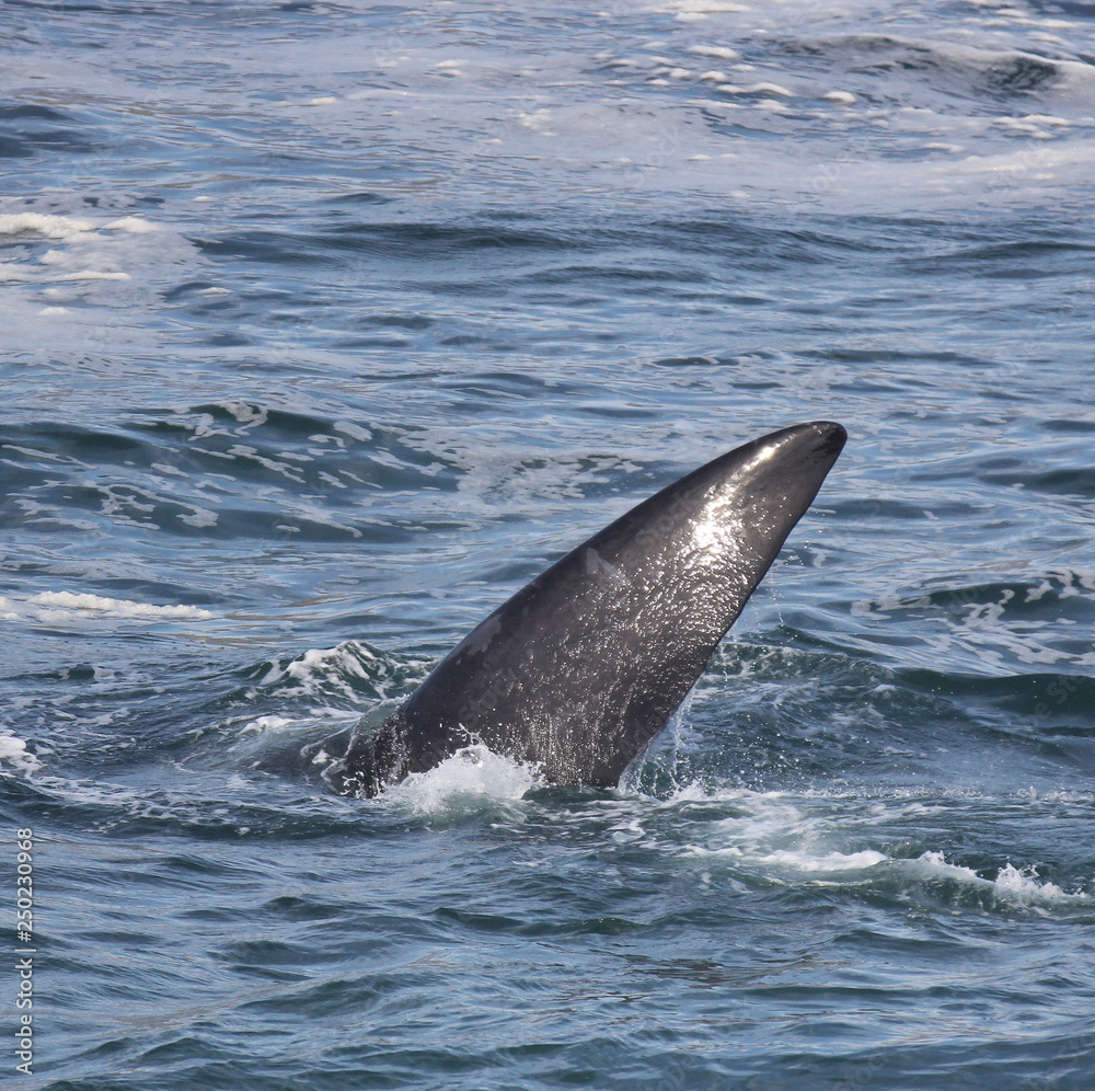 Fototapeta premium Fin of a Southern Right Whale swimming near Hermanus, Western Cape. South Africa.