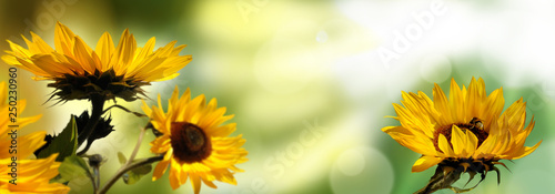 Sonnenblumen hell photo