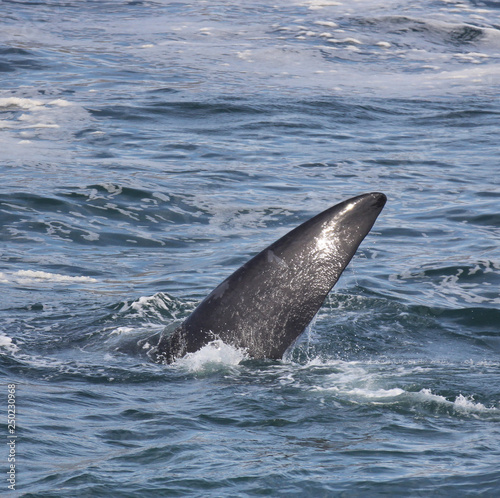 Fin of a Southern Right Whale swimming near Hermanus, Western Cape. South Africa.