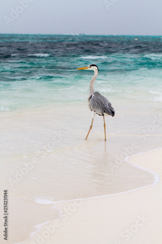 Fotografía Maldivian grey heron on the beach