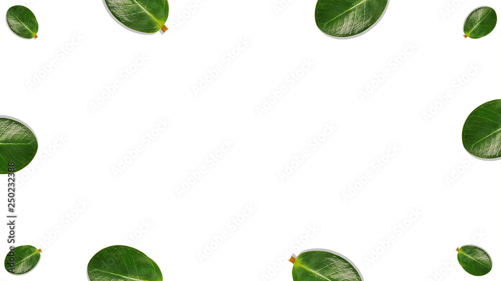 Set of green tree leaves and branches with raindrops isolated on white background Set of green tree leaves and branches with raindrops isolated on white background
