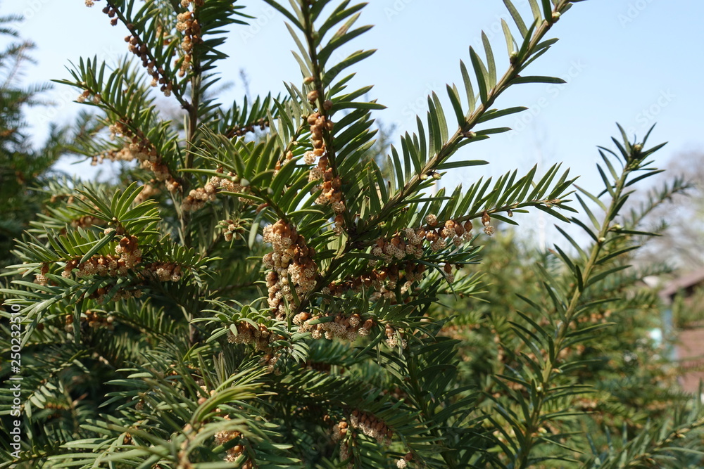 Brown male cones on branch of yew in spring Brown male cones on branch of yew in spring