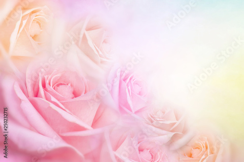 soft roses flower background with copy space for text idea for valentine and wedding cards