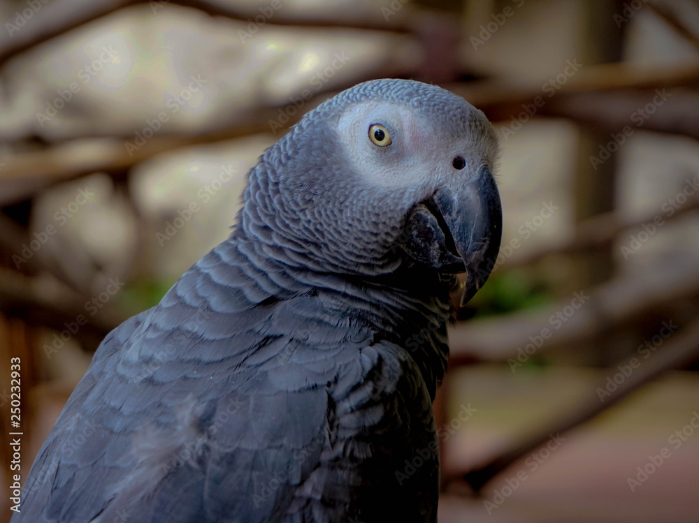 Obraz premium A beautiful gray parrot