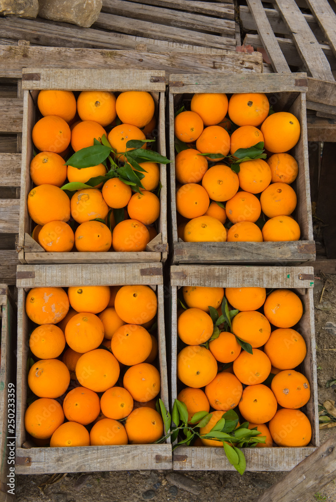 fresh Moroccan oranges in a wooden box