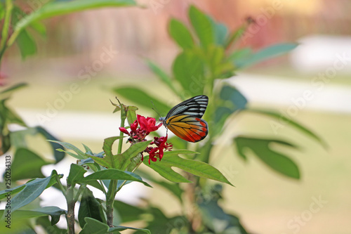 The butterfly on red flowers with blur green nature background. photo