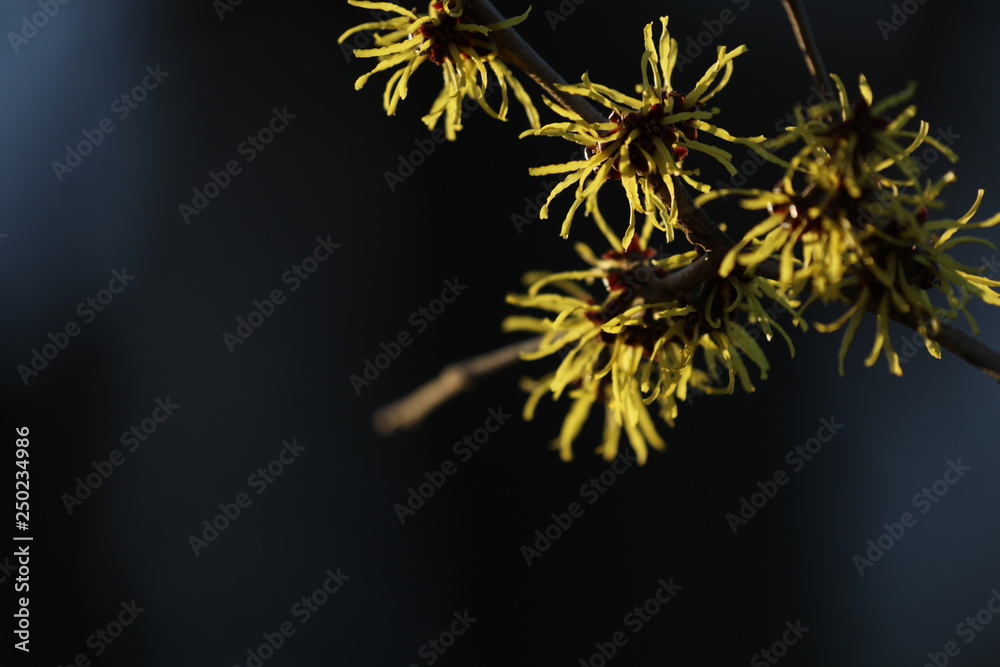 Zaubernuss Hamamelis