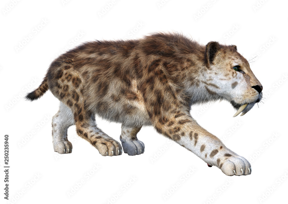 Obraz premium 3D Rendering Sabertooth Tiger on White