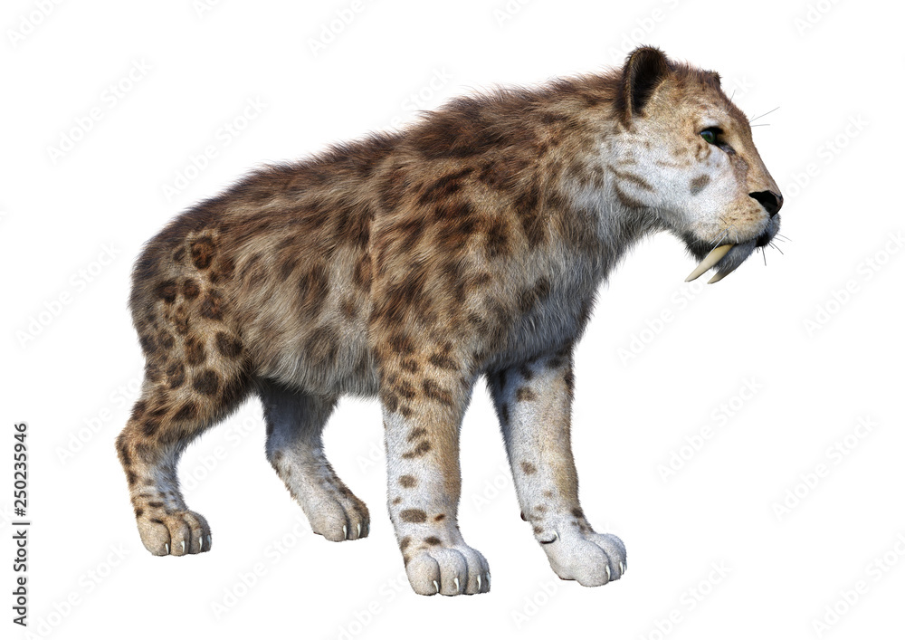 Fototapeta premium 3D Rendering Sabertooth Tiger on White