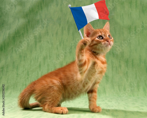 Chat au drapeau français © Marie