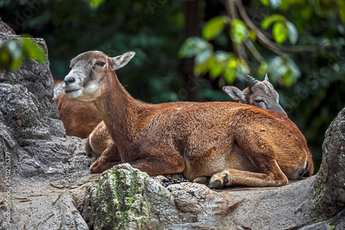 Moufflon female. Latin name - Ovis aries orientalis 