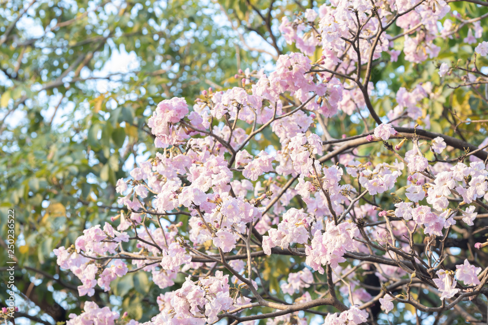 Pink trumpet tree 