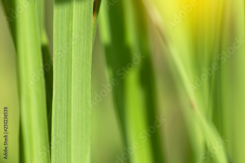 Closeup of nature leaves green blur. In the spring Under the morning light. Use as background and wallpapers.