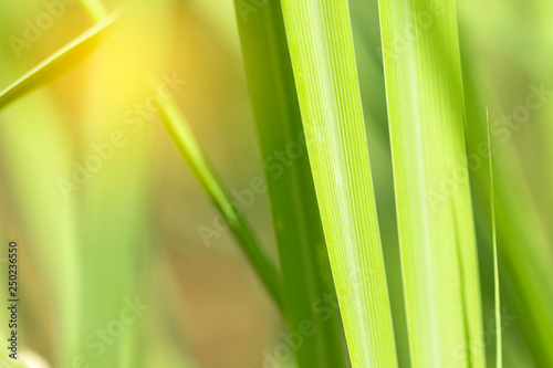 Closeup of nature leaves green blur. In the spring Under the morning light. Use as background and wallpapers.