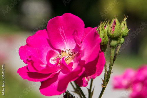 close up of rose in garden on a sunny day in Zagreb, croatia