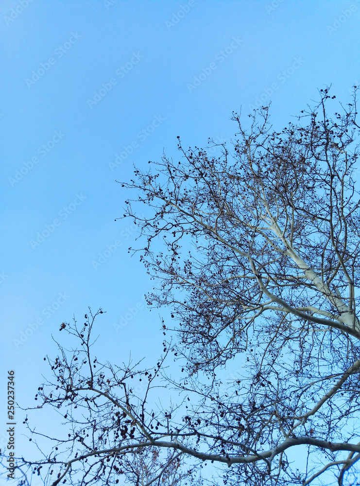 Obraz premium tree in the sky