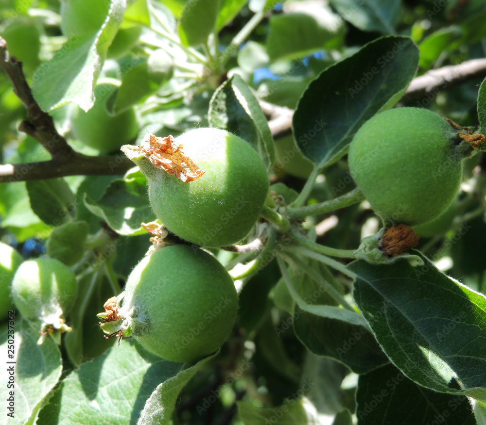 Obraz premium The Ovaries Of Apples On A Branch Of Apple Tree 
