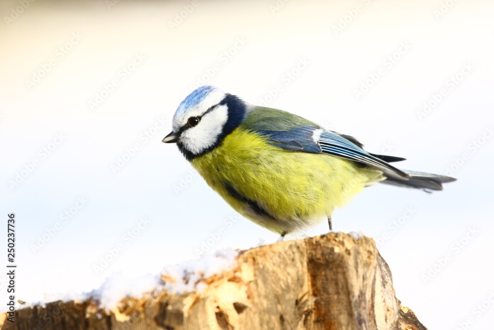 Obraz premium blaumeise