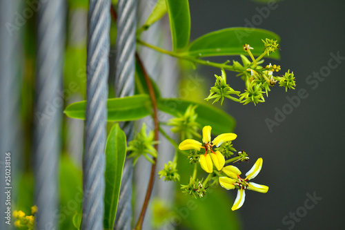 Tristellateia australasiae yellow flower photo
