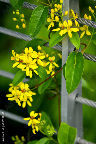 Tristellateia australasiae yellow flower photo