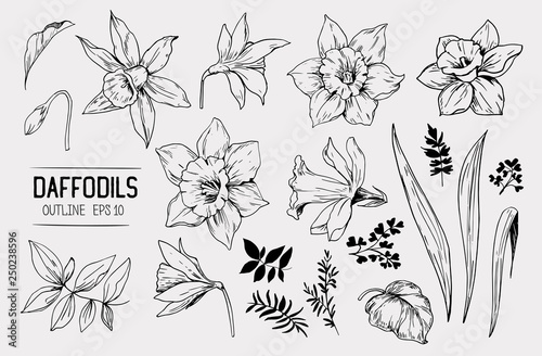 Leinwand Poster Daffodils hand drawn sketch. Spring flowers. Vector illustration