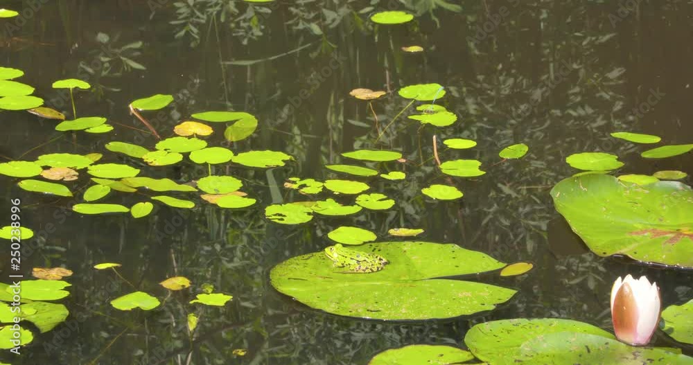 Green Frog on lily pad. Green frogs live wherever shallow freshwater is found. Green Frog on lily pad. Green frogs live wherever shallow freshwater is found.