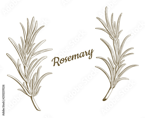 Rosemary branches isolated vector. Provence herbs. Green leaf, leaves, twig, branch, herb, stick. Botanical. Floral. Herbal. Flower. Ingredient, spice, organic. Retro engraving ink drawing.