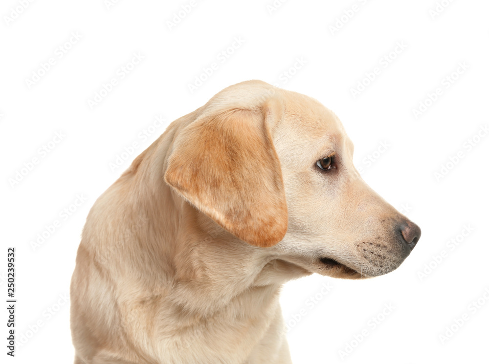 Adorable labrador dog on white background