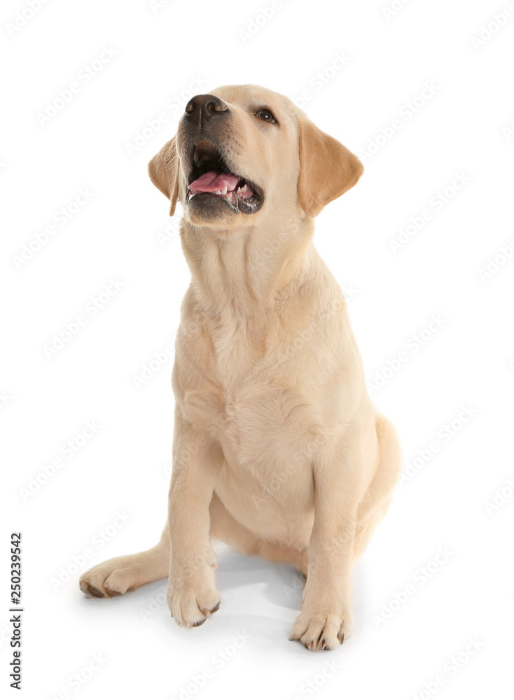 Adorable labrador dog on white background Adorable labrador dog on white background