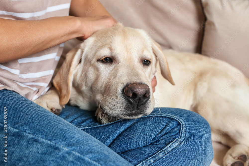 Cute labrador dog with owner resting at home Cute labrador dog with owner resting at home
