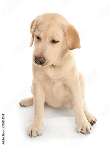 Adorable labrador dog on white background