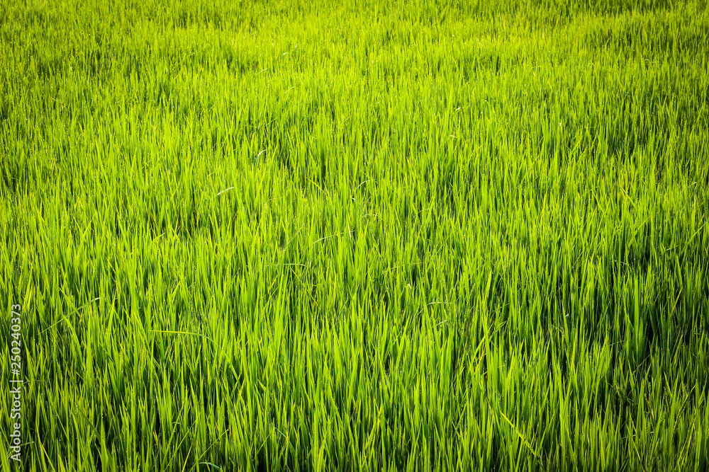 Rice field green grass  on a background