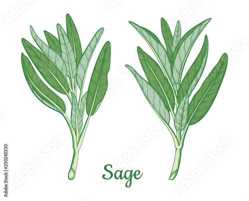 Sage branches isolated illustration. 