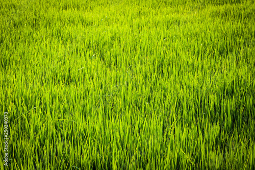Rice field green grass  on a background