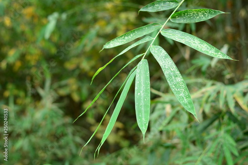 green leaves with many white spot on leaf skin of wild bamboo in the forest