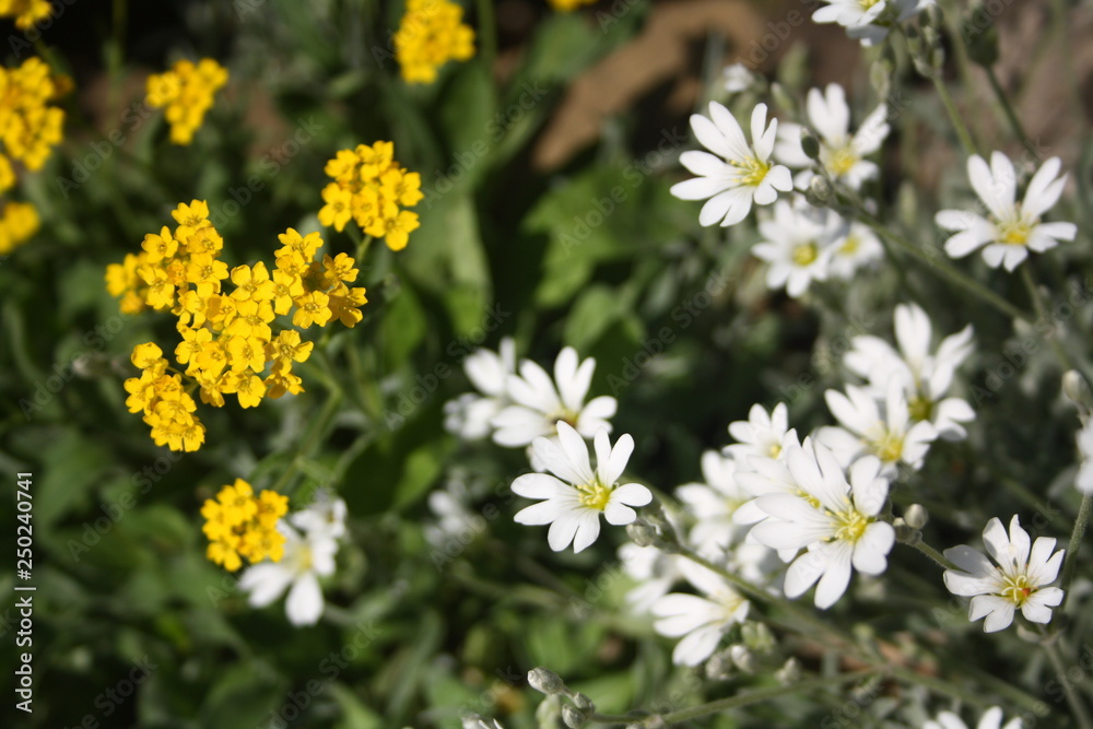 Yearly spring wild flowers. White and yellow blossom in the garden. Yearly spring wild flowers. White and yellow blossom in the garden.