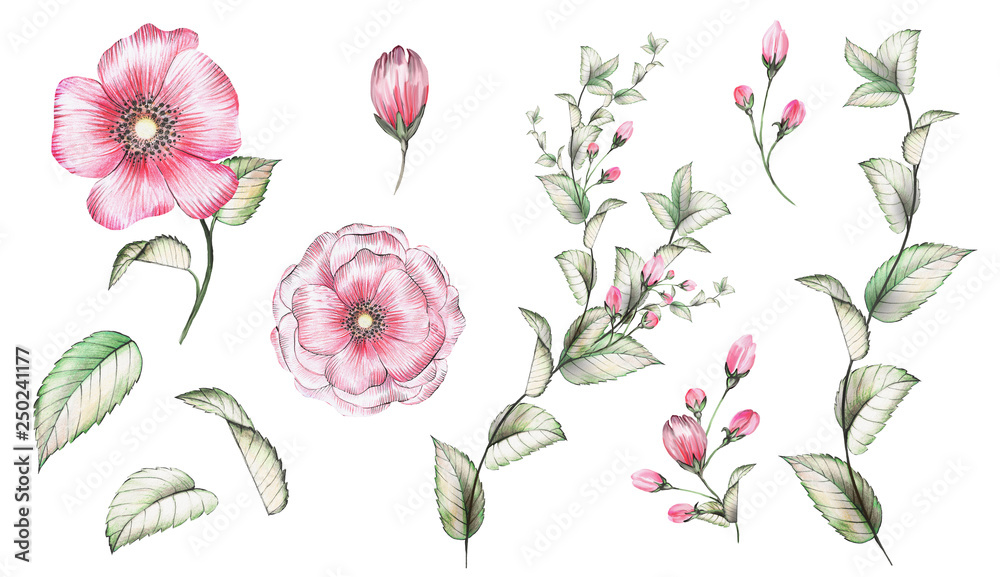 collection watercolor roses, leaves, herbs and bud.  Floral elements and branches