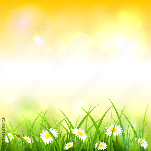 Orange Spring or Summer Nature Background with Grass and Flowers