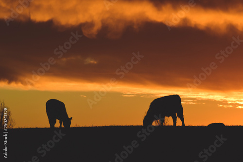 Cows fed  grass  in countryside  Pampas  Patagonia Argentina
