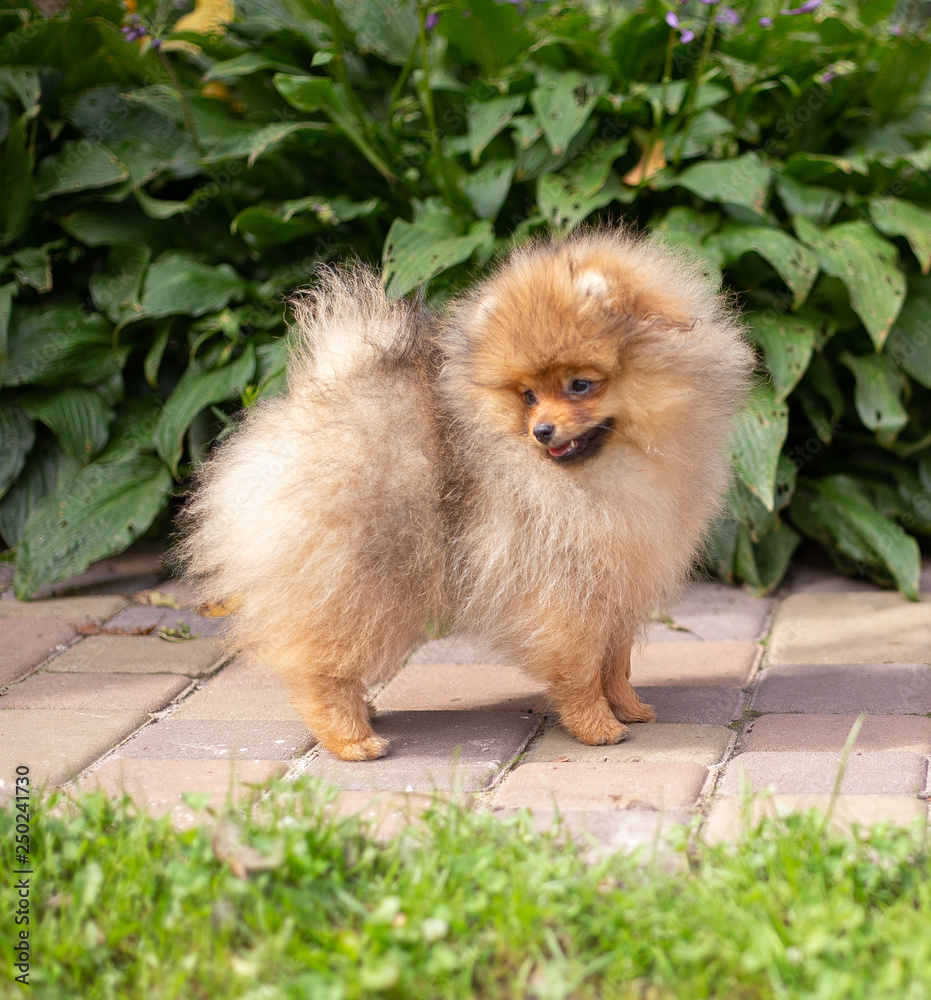 Beautiful orange dog - pomeranian Spitz. Puppy pomeranian dog cute pet happy smile playing in nature