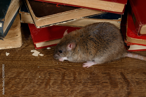 Fotografie Close-up the rat (Rattus norvegicus) chewing paper near pile of old books on the flooring in the library