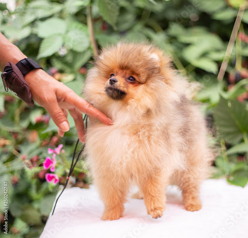 Beautiful orange dog - pomeranian Spitz. Puppy pomeranian dog cute pet happy smile playing in nature on in flowers photo