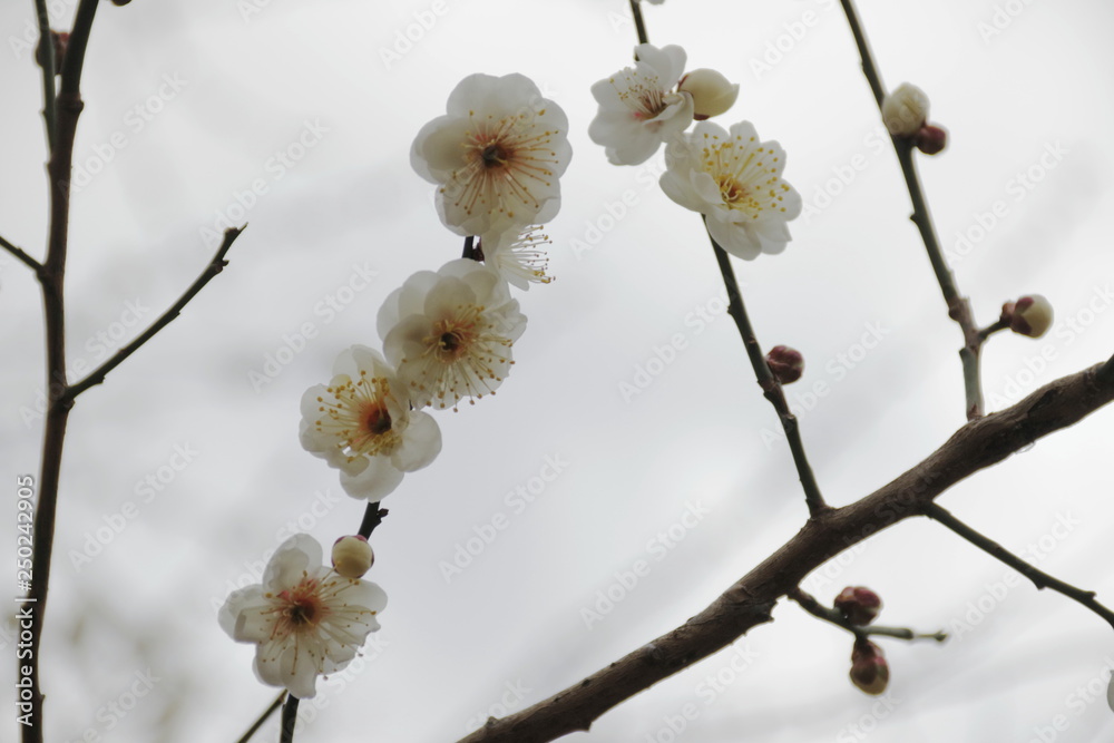 梅 梅