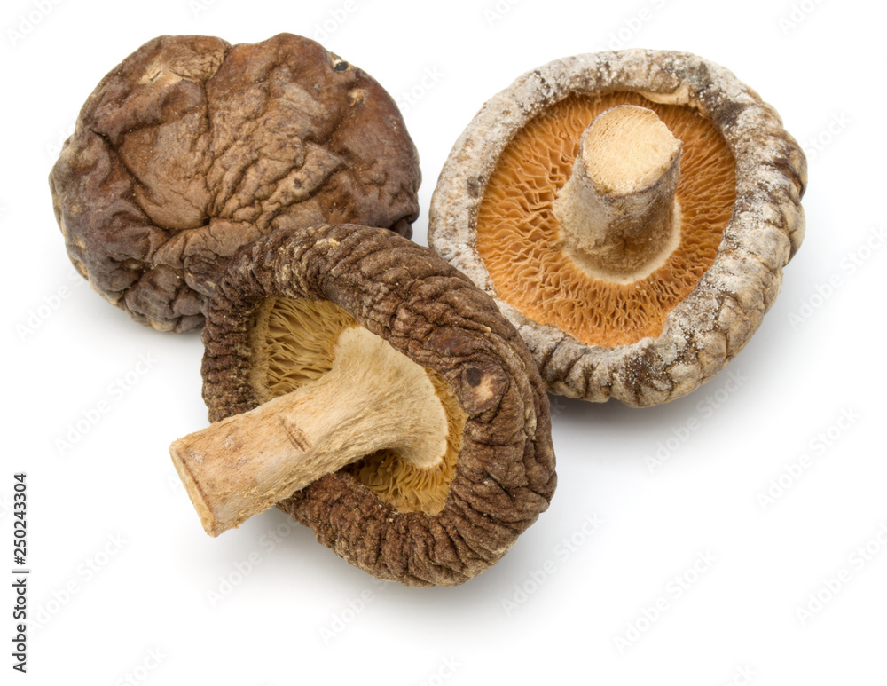 Dried Shiitake Mushroom isolated on white background Dried Shiitake Mushroom isolated on white background