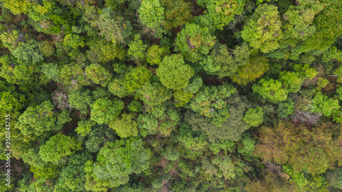 Aerial top view forest, Natural park background