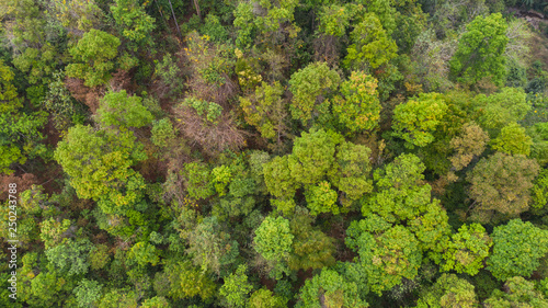Aerial top view forest  Natural park background