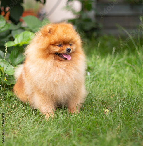 Fototapeta Naklejka Na Ścianę i Meble -  Beautiful orange dog - pomeranian Spitz. Puppy pomeranian dog cute pet happy smile playing in nature
