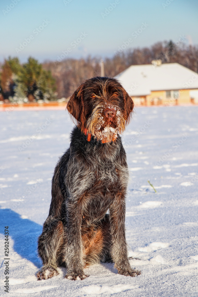 A Rough-coated Bohemian Pointer sitting in snow and waiting for her owner. Beautiful colorful fur and brown eye. A wonderful hunter A Rough-coated Bohemian Pointer sitting in snow and waiting for her owner. Beautiful colorful fur and brown eye. A wonderful hunter