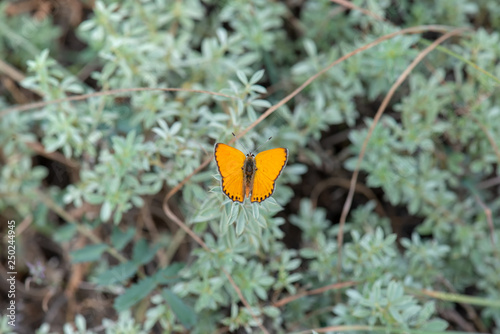 Lycaenidae / Alev Ateşi / Turkish Fiery Copper / Lycaena kefersteinii photo