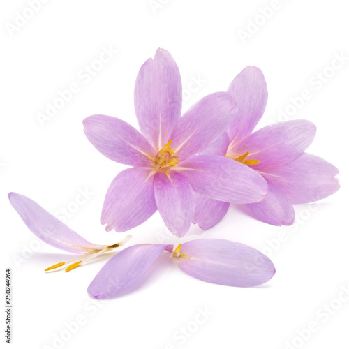 lilac crocus flowers isolated on white background © Natika